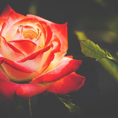 Immagine di una rosa rossa in fiore