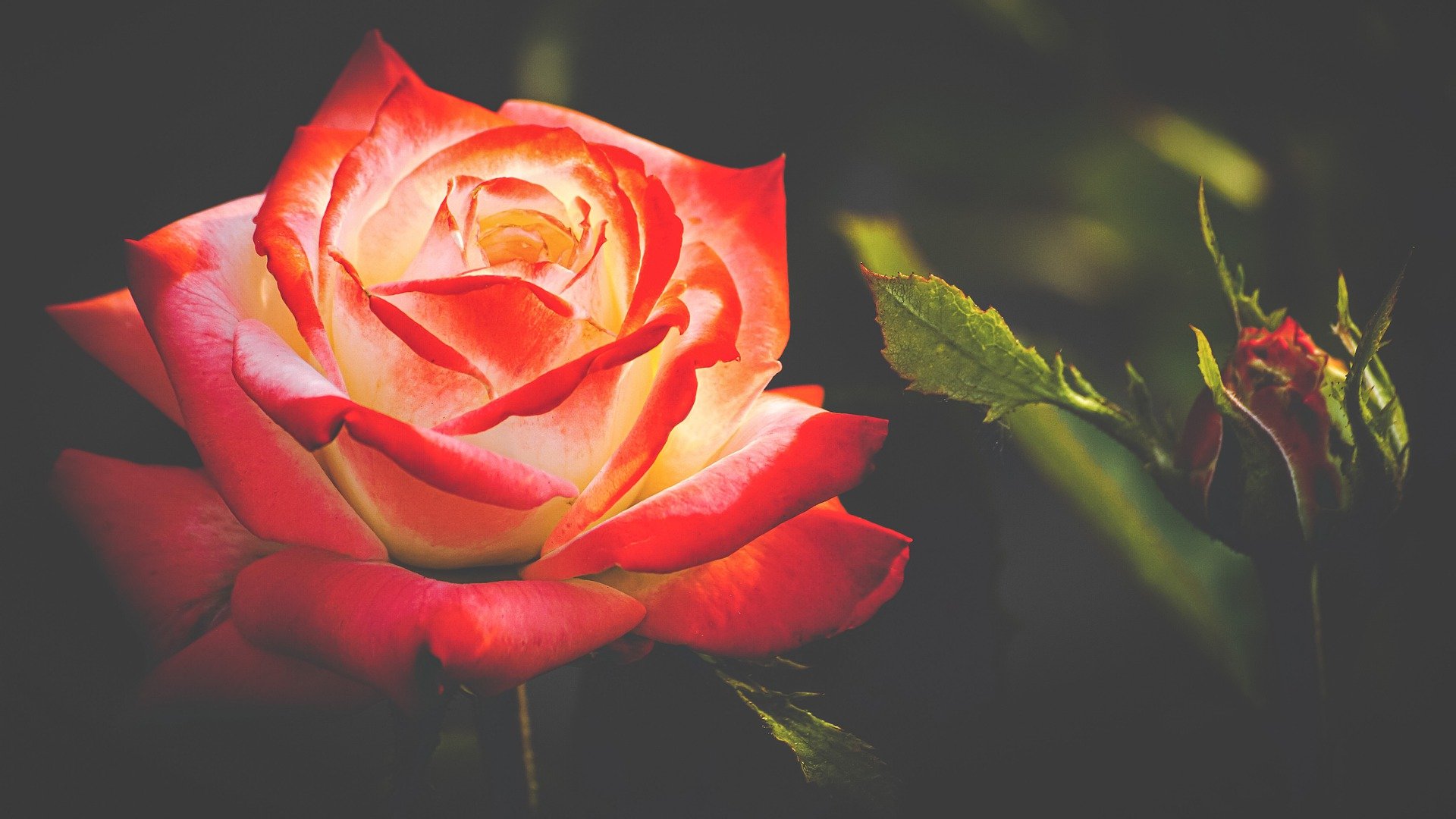 Bild von einer blühenden roten Rose