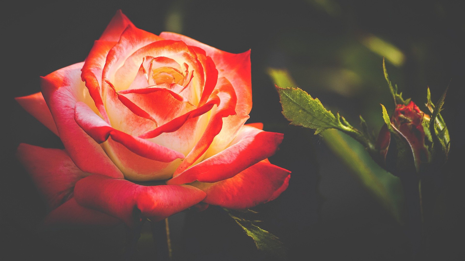 Picture of a blooming red rose